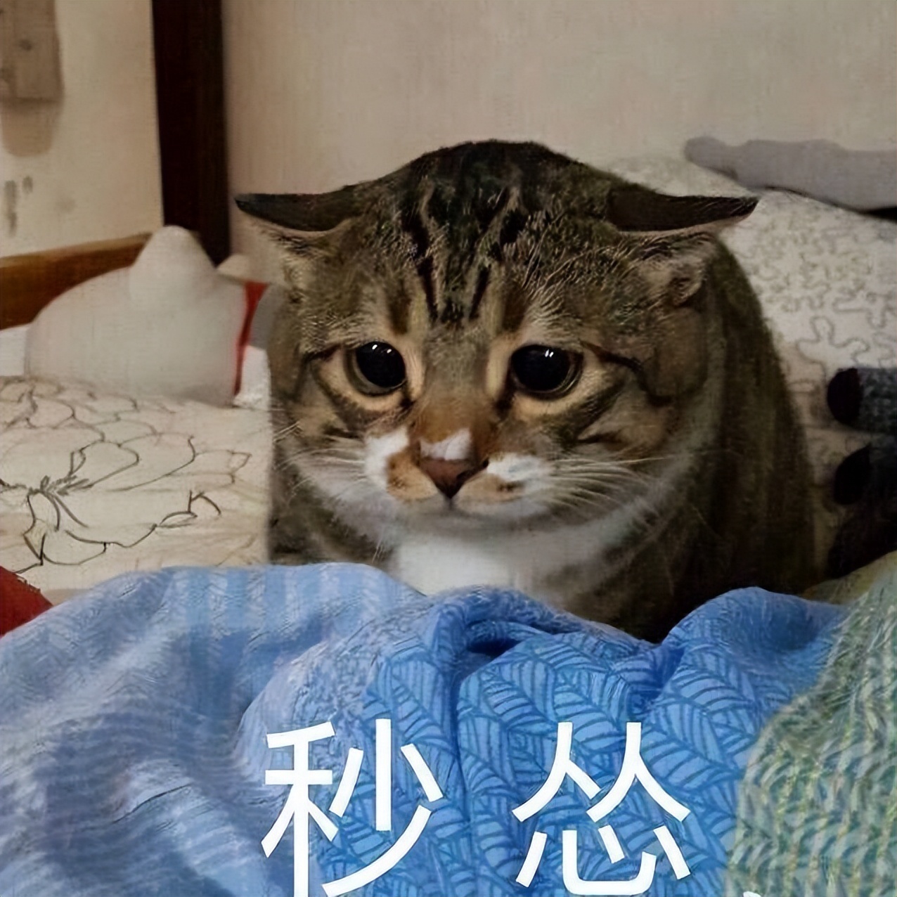 猫界中最好养的6种猫,什么猫寿命最长还好养