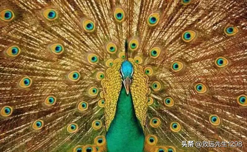 千里共良宵开始的美文,千里共良宵文案