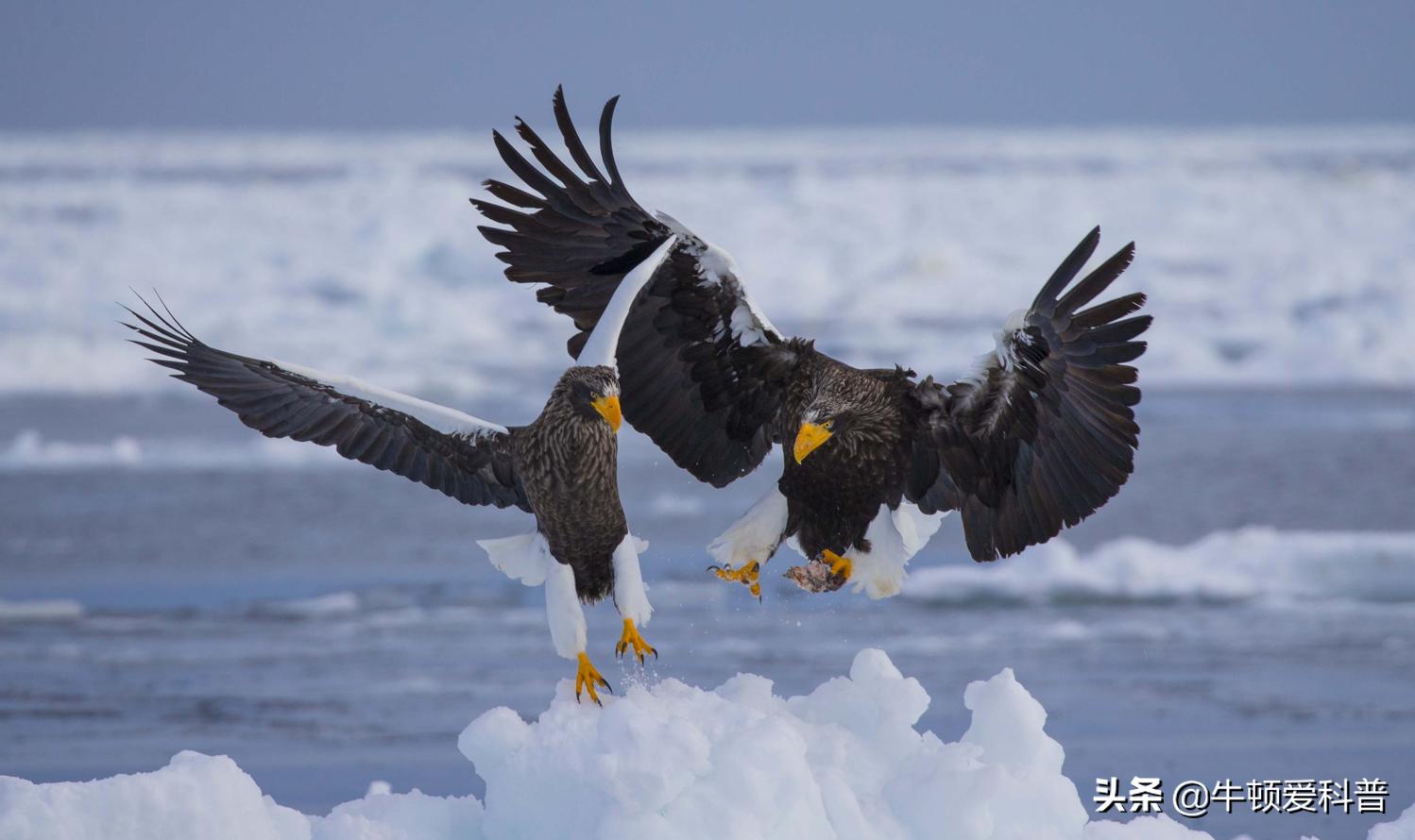 最厉害猛禽是什么鸟,世界十大猛禽实力排名虎雕