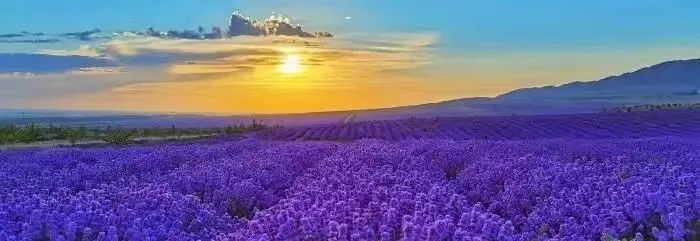 薰衣草，永不褪色的真爱，永不落幕的浪漫｜No.00162