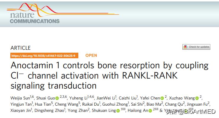 李英贤/安海龙合作揭示钙调氯离子通道调控骨吸收治疗骨质疏松