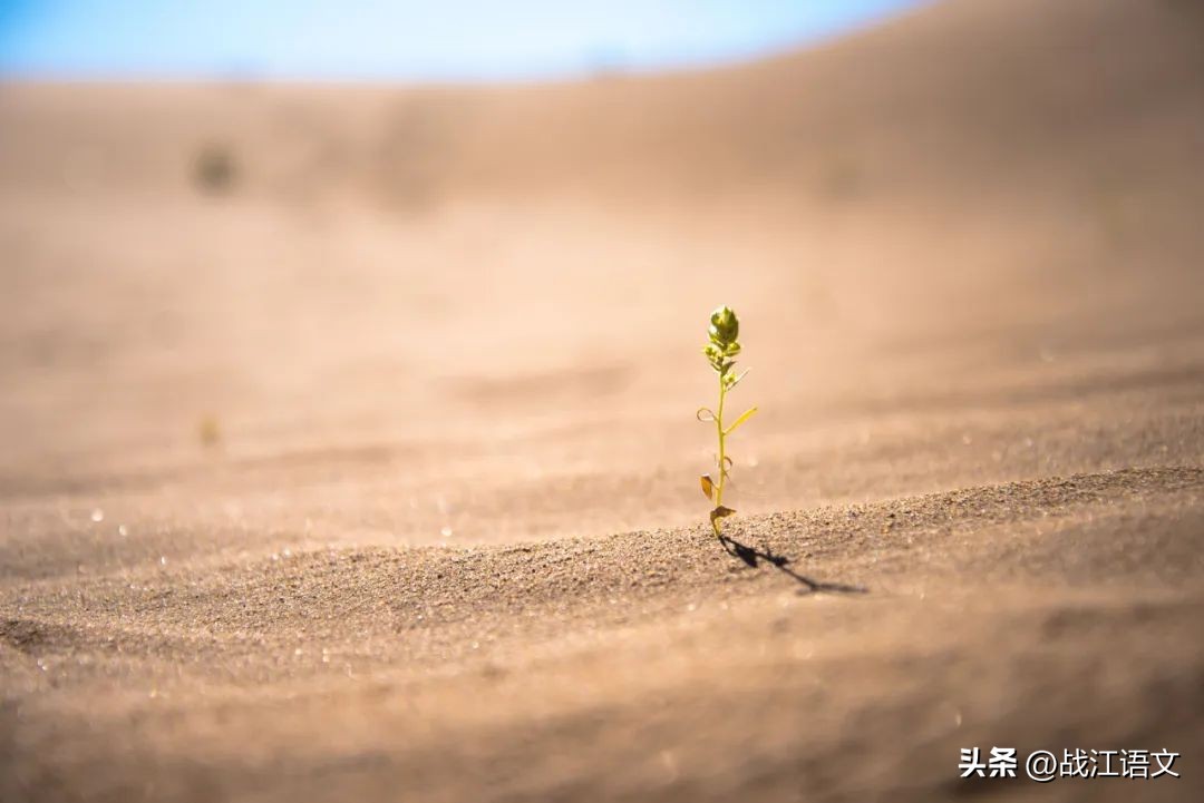以韧战为话题的作文题目,韧战作文题目