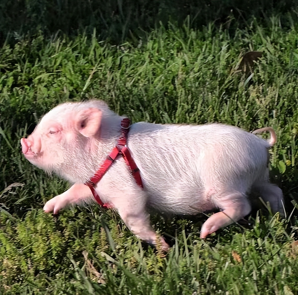 莫言生命疲劳是真实的吗,莫言关于中年人的感悟