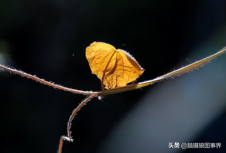 你拍的照片不够唯美,你拍的照片不清晰是怎么回事