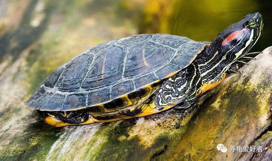新手养龟的十大建议,养龟的30个小知识看看会有用的