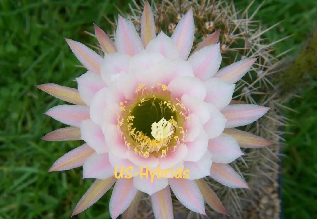 200种·仙人球开花图鉴，大开眼界，美到爆