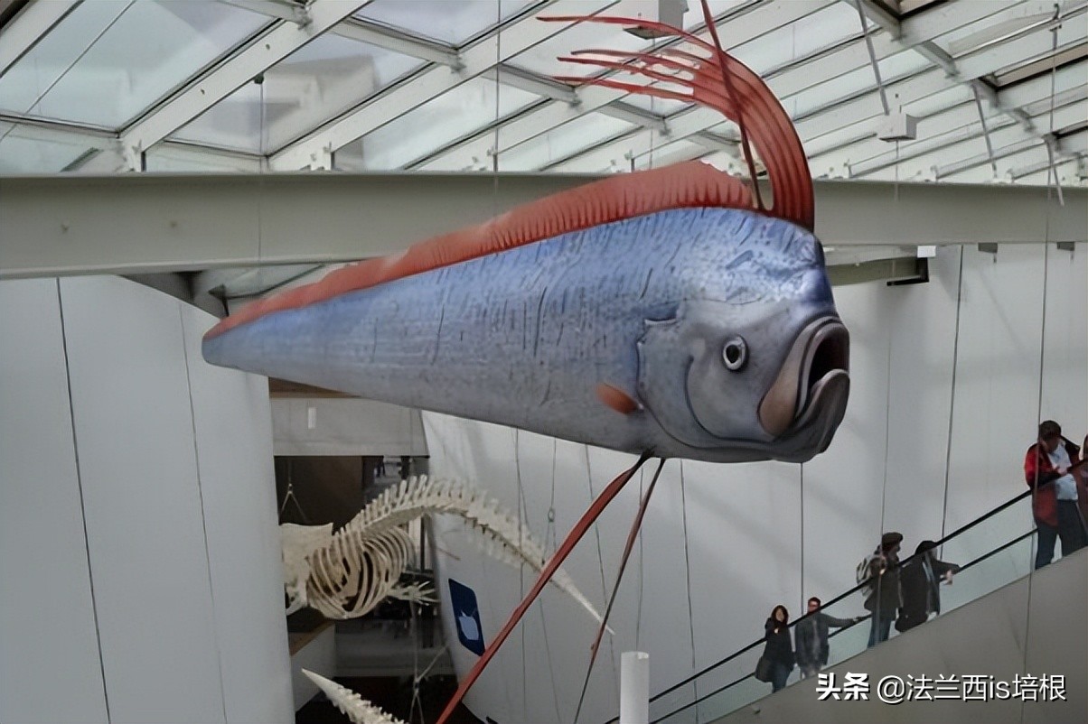 海怪“地震鱼”现身台湾！足有6米长，近期会发生地震海啸吗？