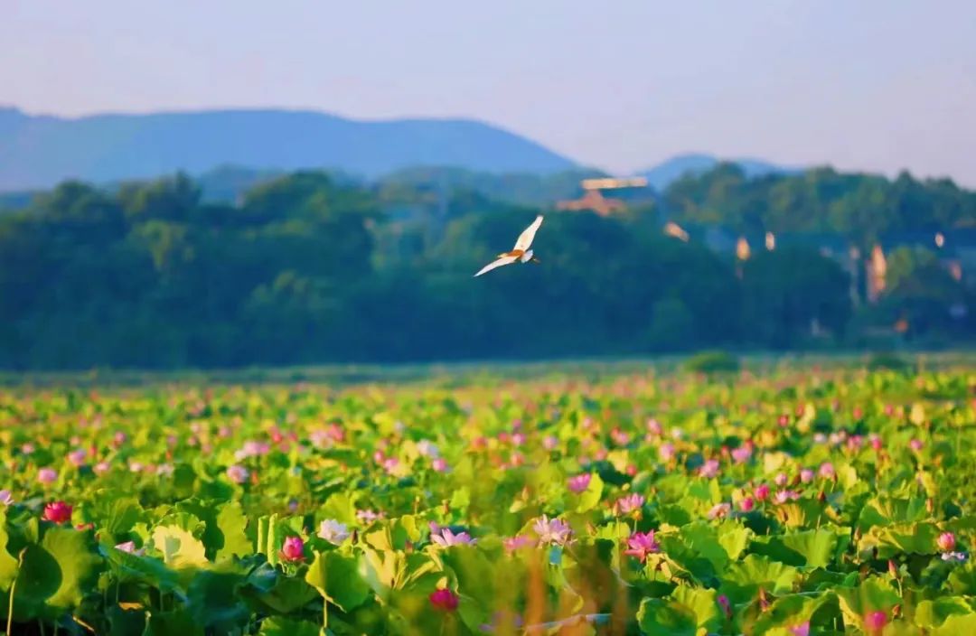 全球学子嘉游赣|上饶的第一波荷花开了，让我们一起步入飘满荷香的夏天！