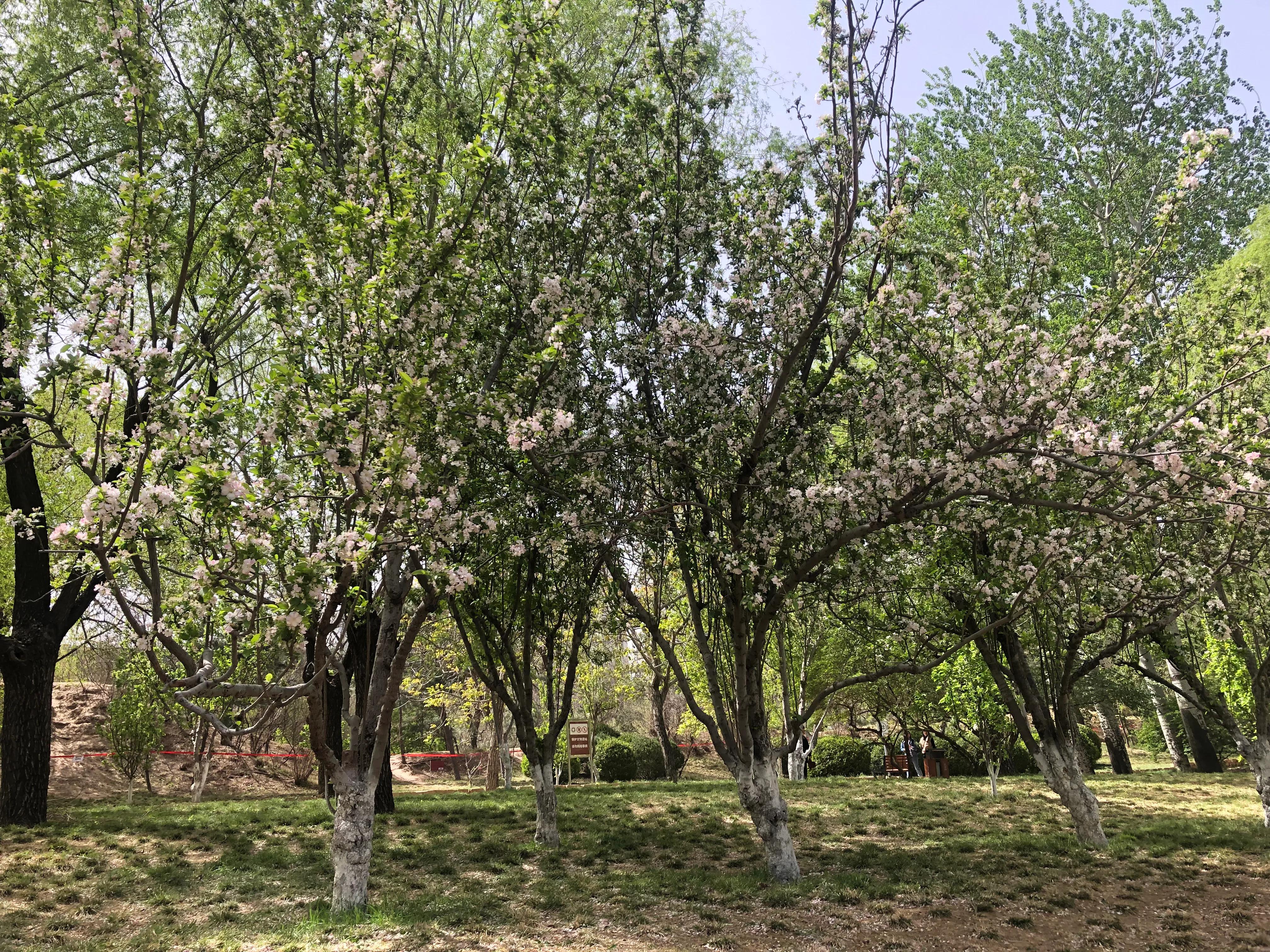 海棠四品怎么样,海棠四品指的是什么