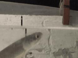 长达200年的解谜过程：鱼类曾经用我们的耳朵来呼吸