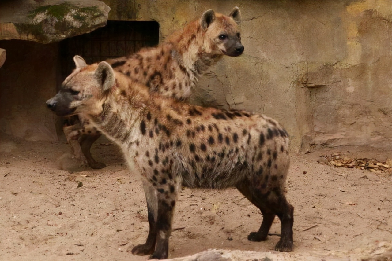 雌性斑鬣狗和雄性斑鬣狗体型对比,如何辨别斑鬣狗公母