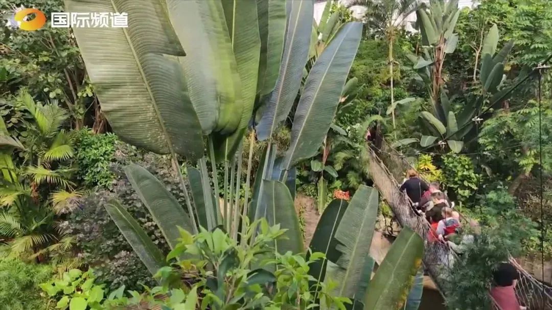 世界潮我看丨中外“导游”带你逛展览、品美食……云游世界