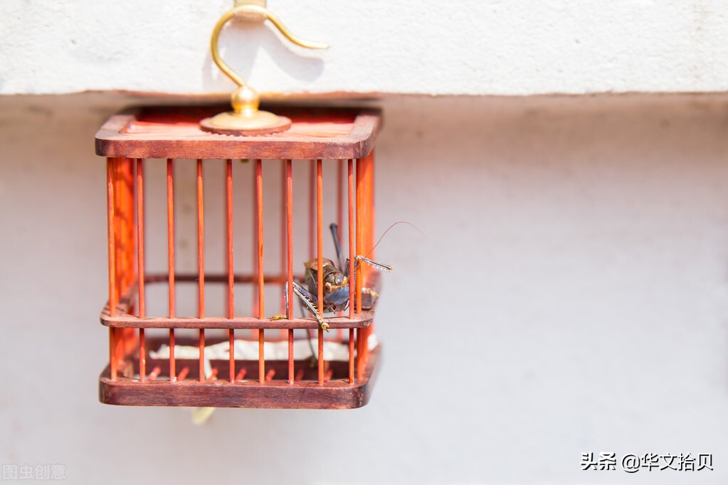 养蝈蝈刘老头,养蝈蝈专业户