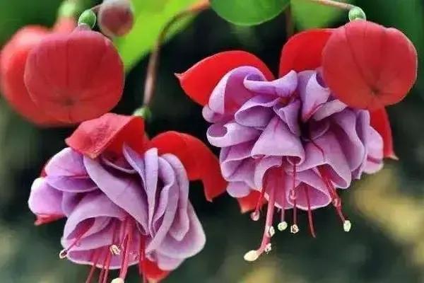 倒挂金钟花图片大赏,开单放鞭炮庆祝图片图文