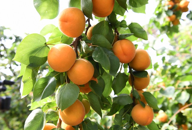 乡土散文:村庄的树