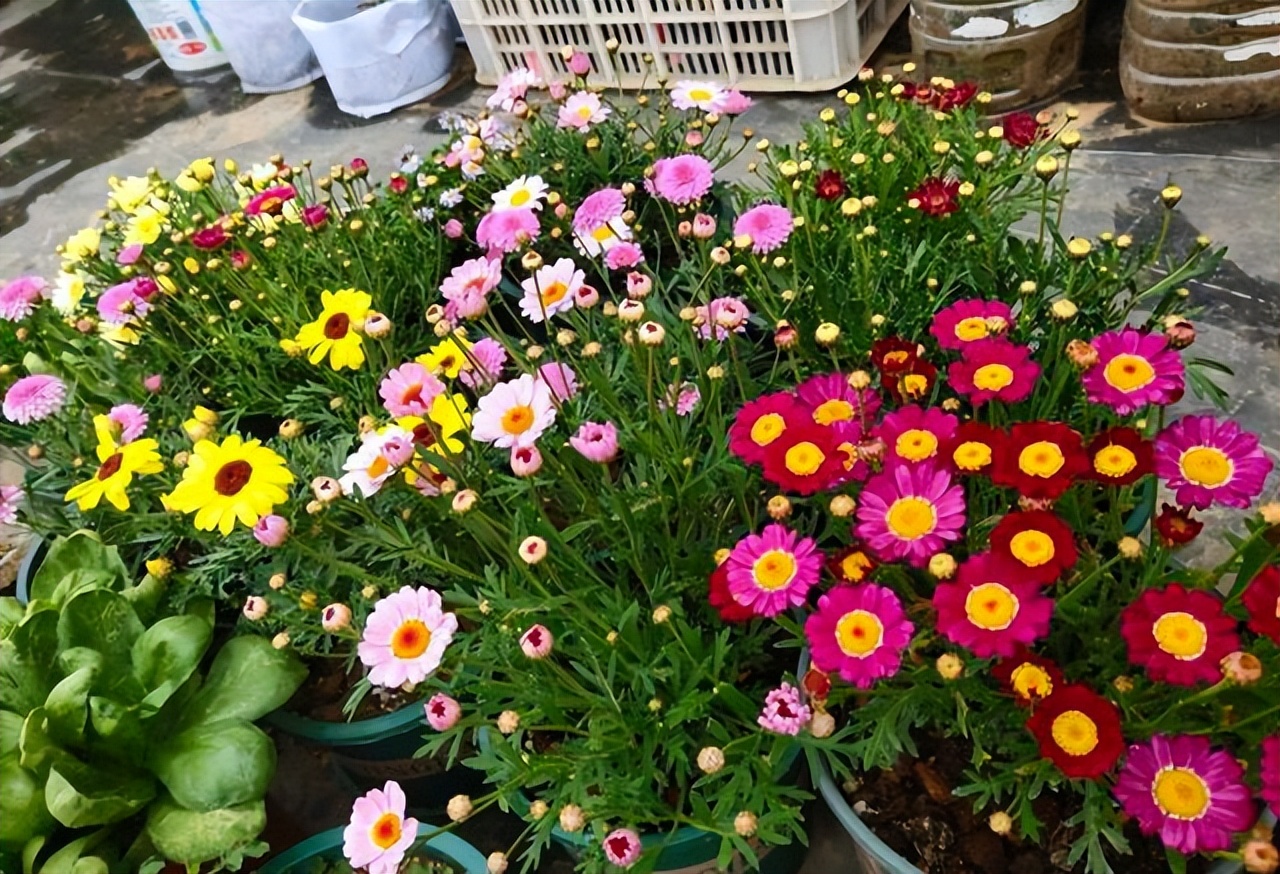 花多多2号和磷酸二氢钾有什么区别，老一辈：都是智商税，别用了