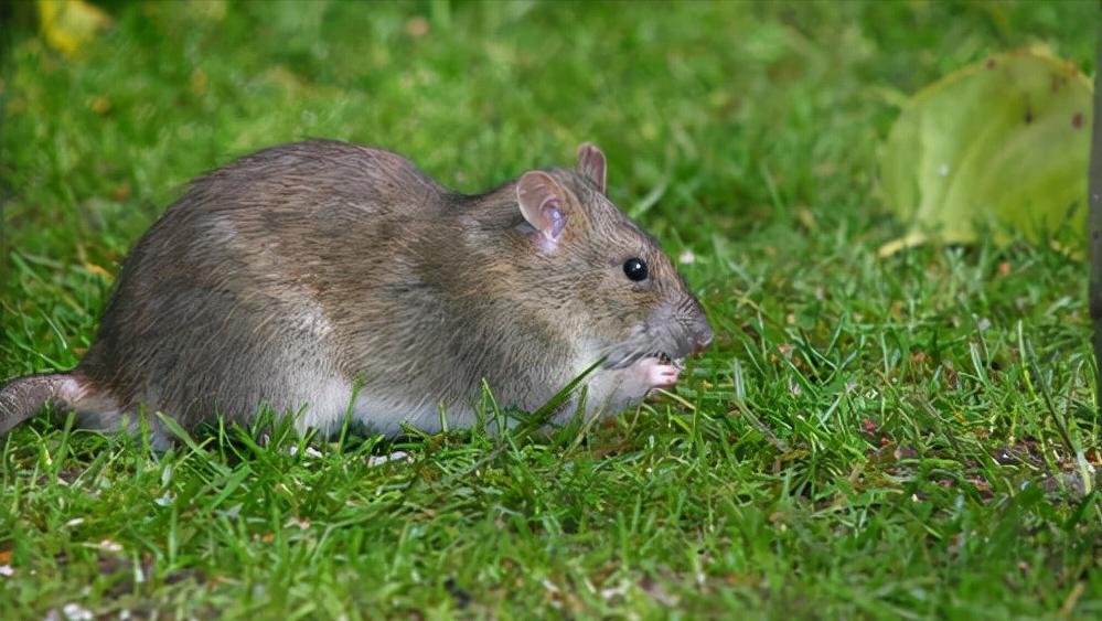 鼠王被抓叫来老鼠报复咬人,老鼠爬到床上为什么还会咬人