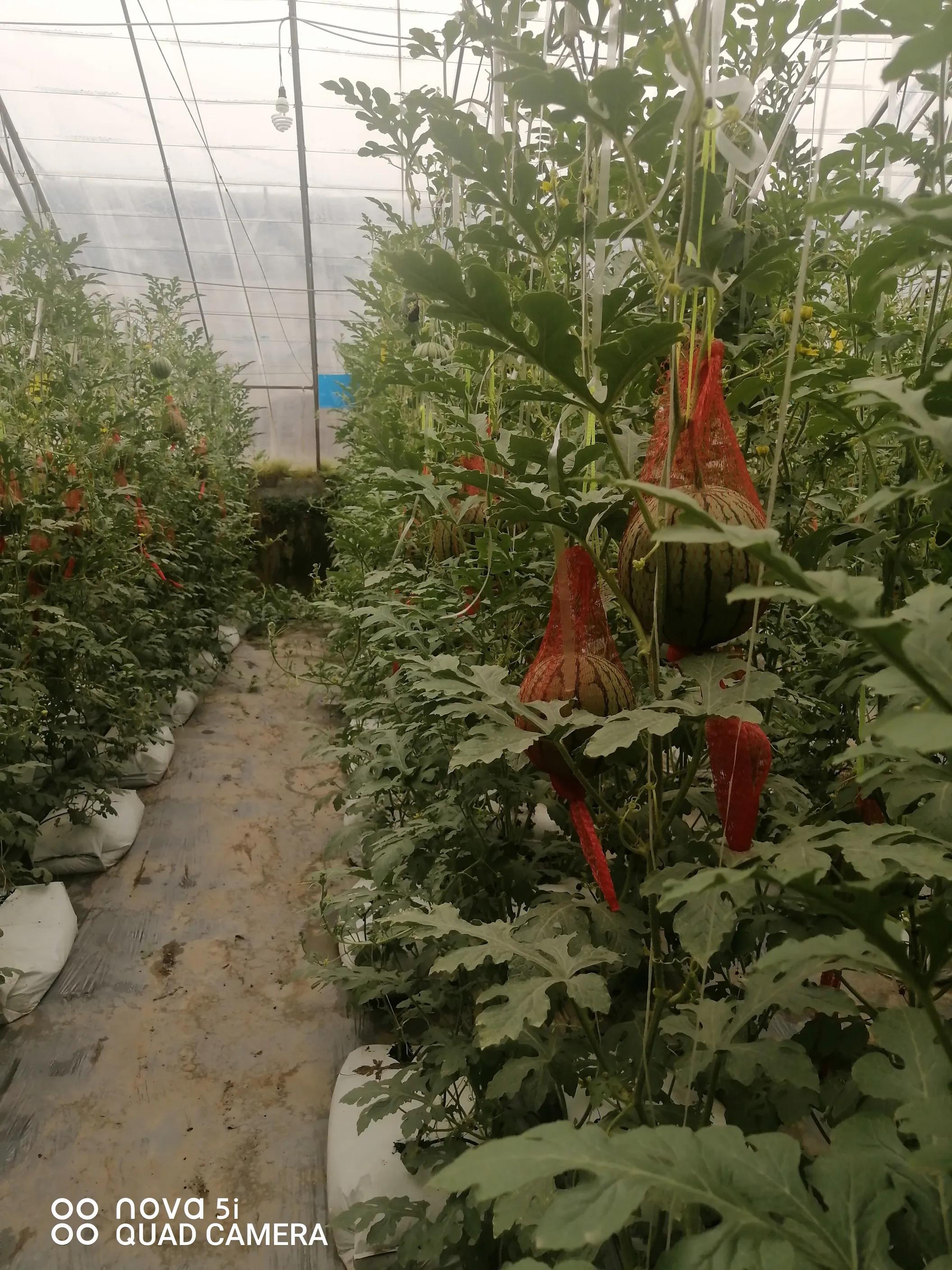 浣犵煡閬撶殑杞熀鍥犱綔鐗╂湁鍝簺,鏈夊摢浜涜浆鍩哄洜浣滅墿杩樻湭鐮旂┒