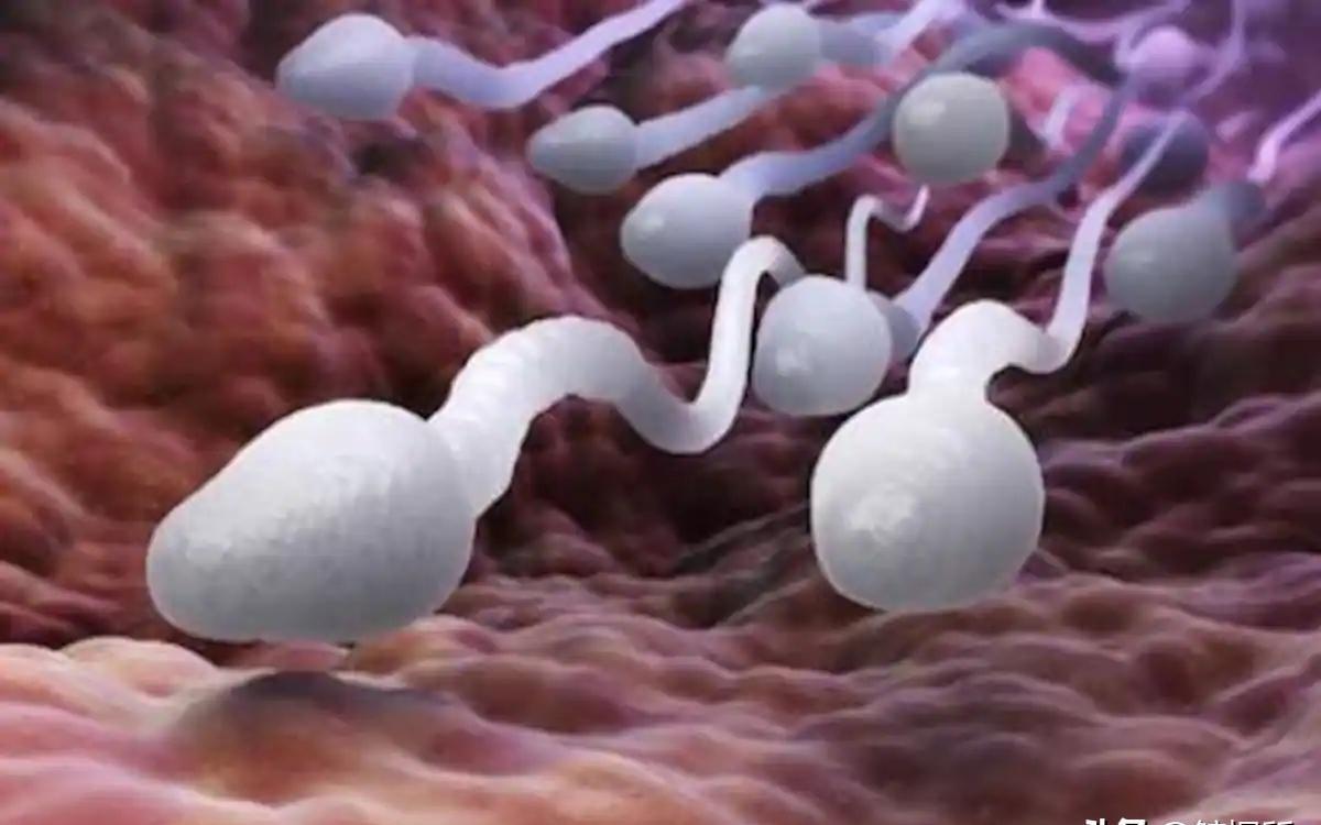 发现精子的科学家,科学家精子运动违背牛顿第三定律