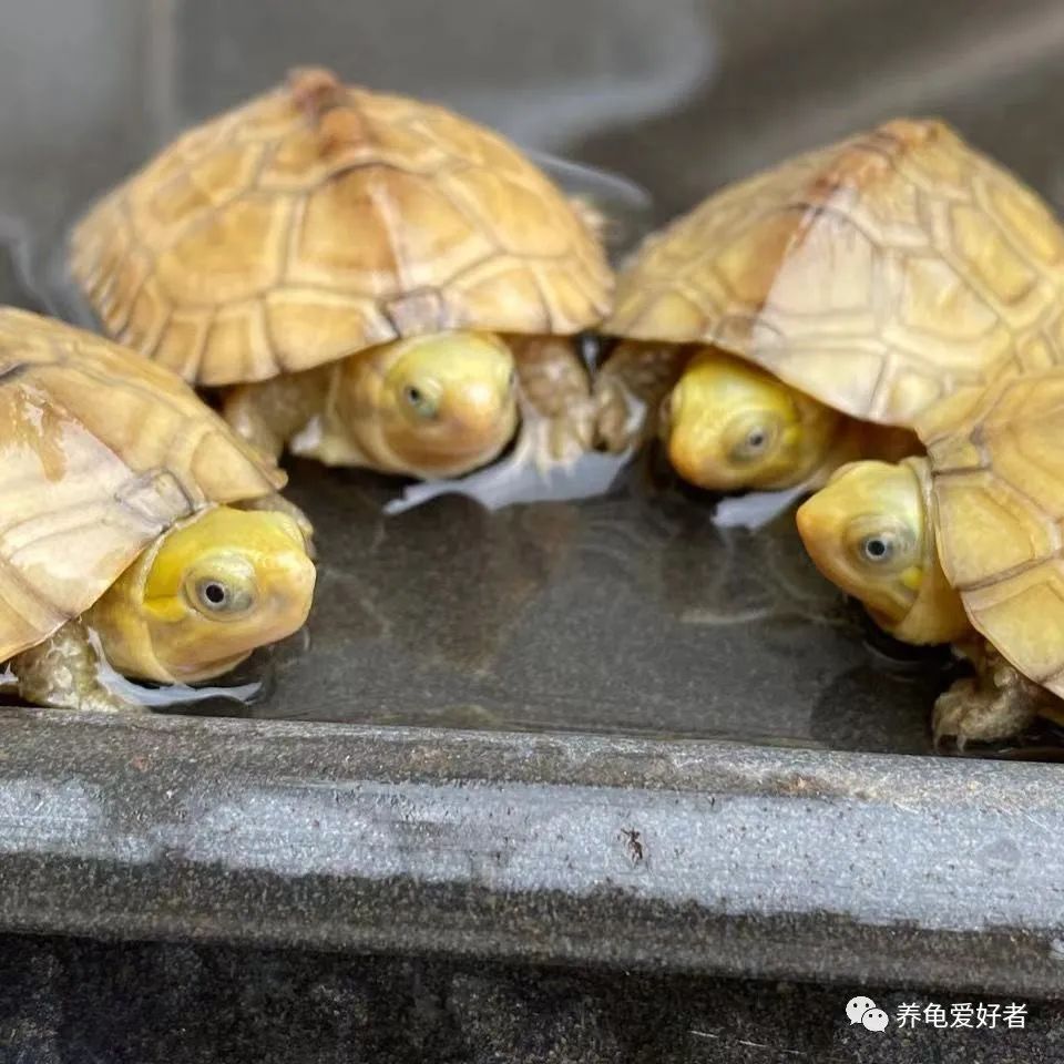 你家的乌龟养了几年,你家的乌龟要冬眠了吗