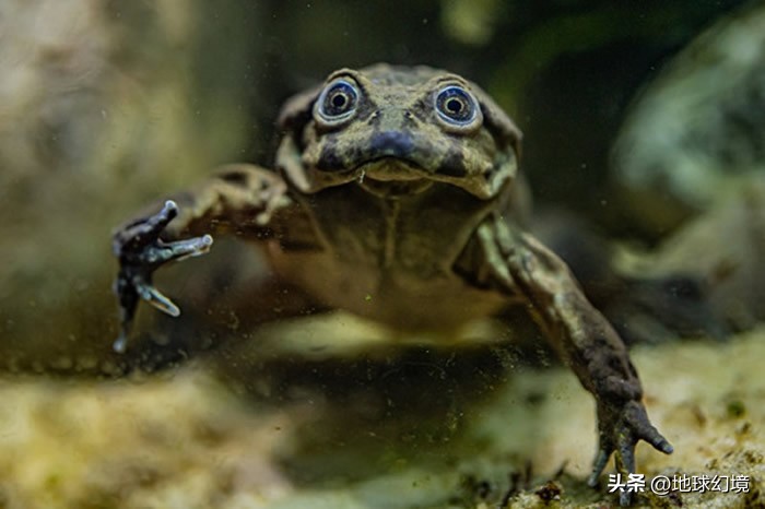 10种最罕见的神秘生物,35种罕见生物照片