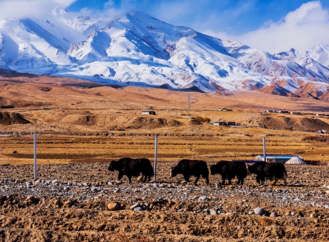 双循环视角下,为优化*疆新**外贸高质量发展,可从哪些方面入手?