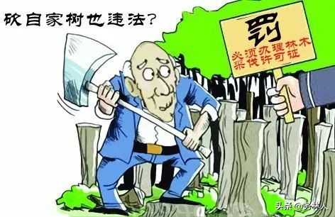 别墅院子砍树合法吗,自家的树砍树合法吗