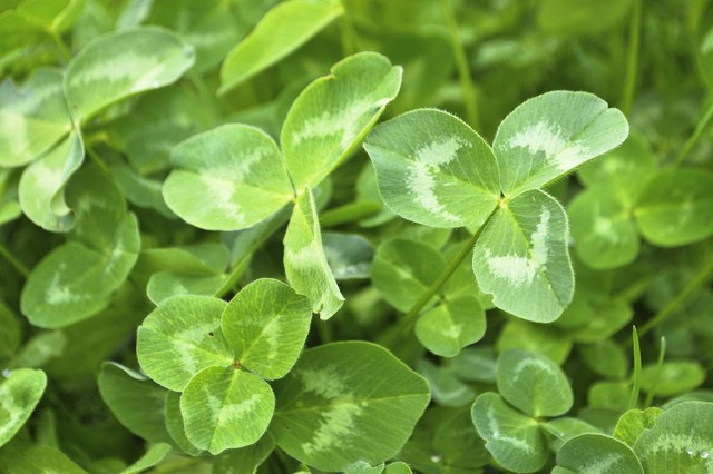 适合农村一年回本的药材,在山里什么药材容易找到又赚钱