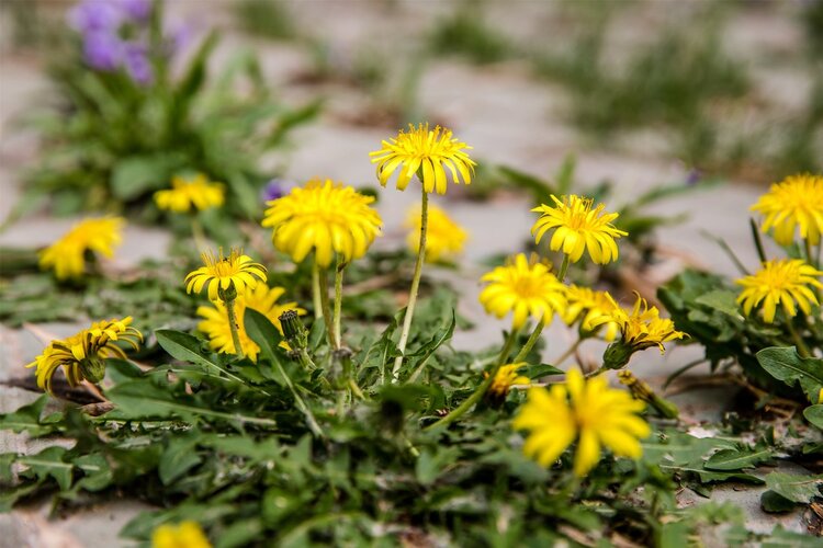 蒲公英有抗癌功效吗,蒲公英有十分重要的药用