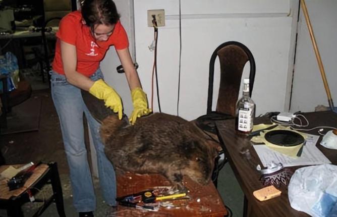 上海多地出现巨型老鼠新闻报道,上海老鼠最小的有10斤是真的吗