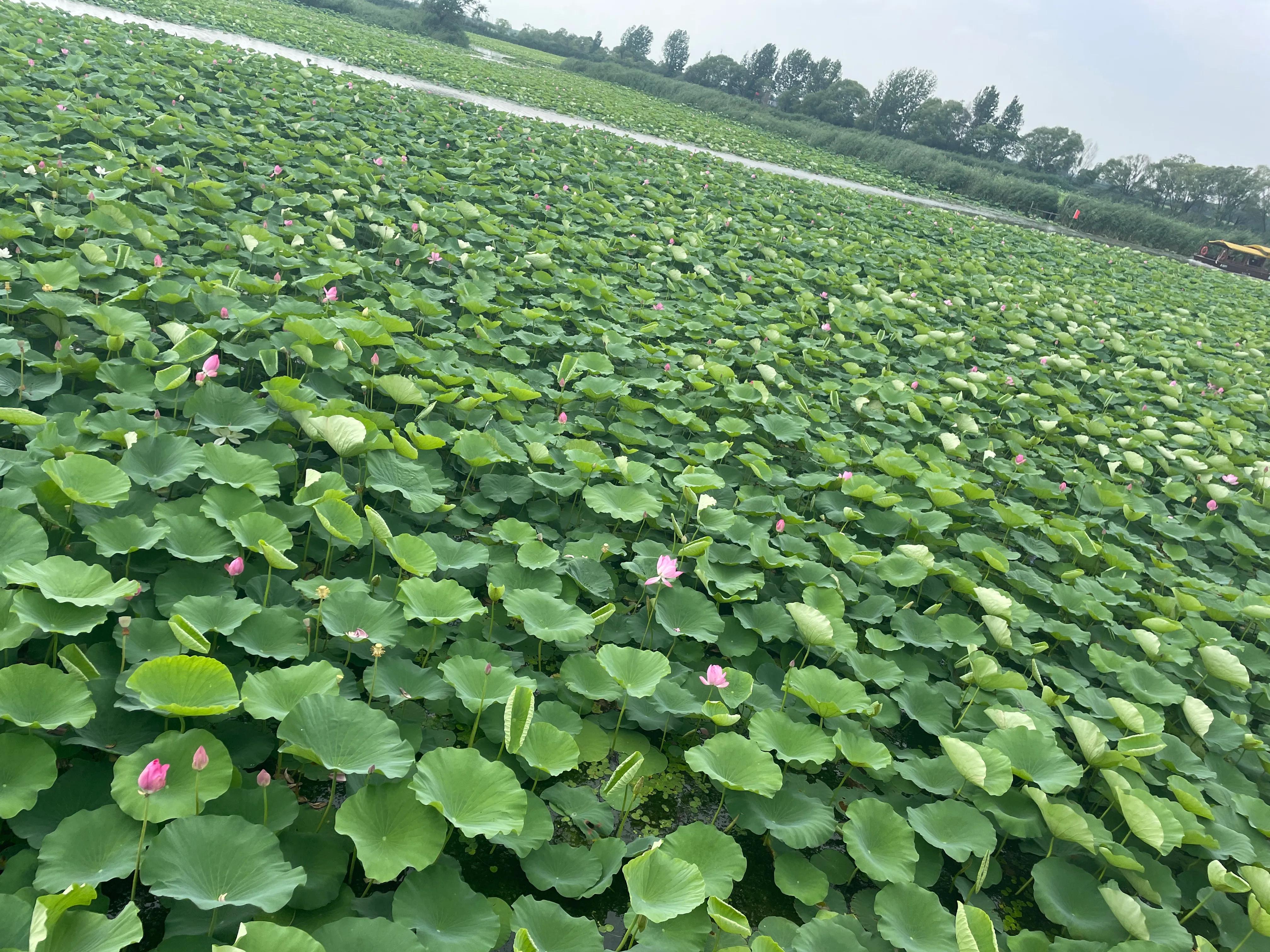 领略微山湖的风光,如诗如画的微山湖