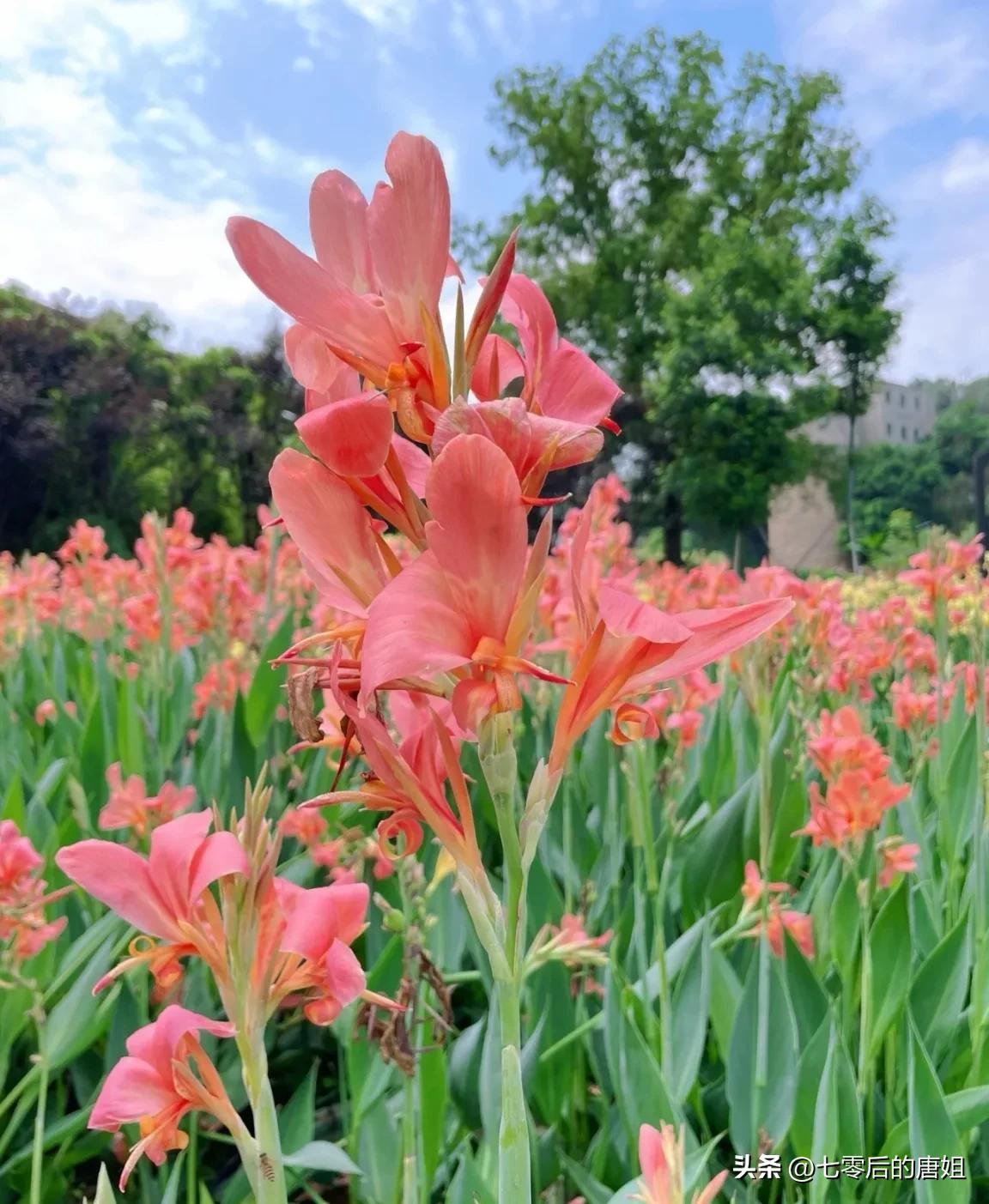 美人蕉花里面甜甜的,秋天的美人蕉花