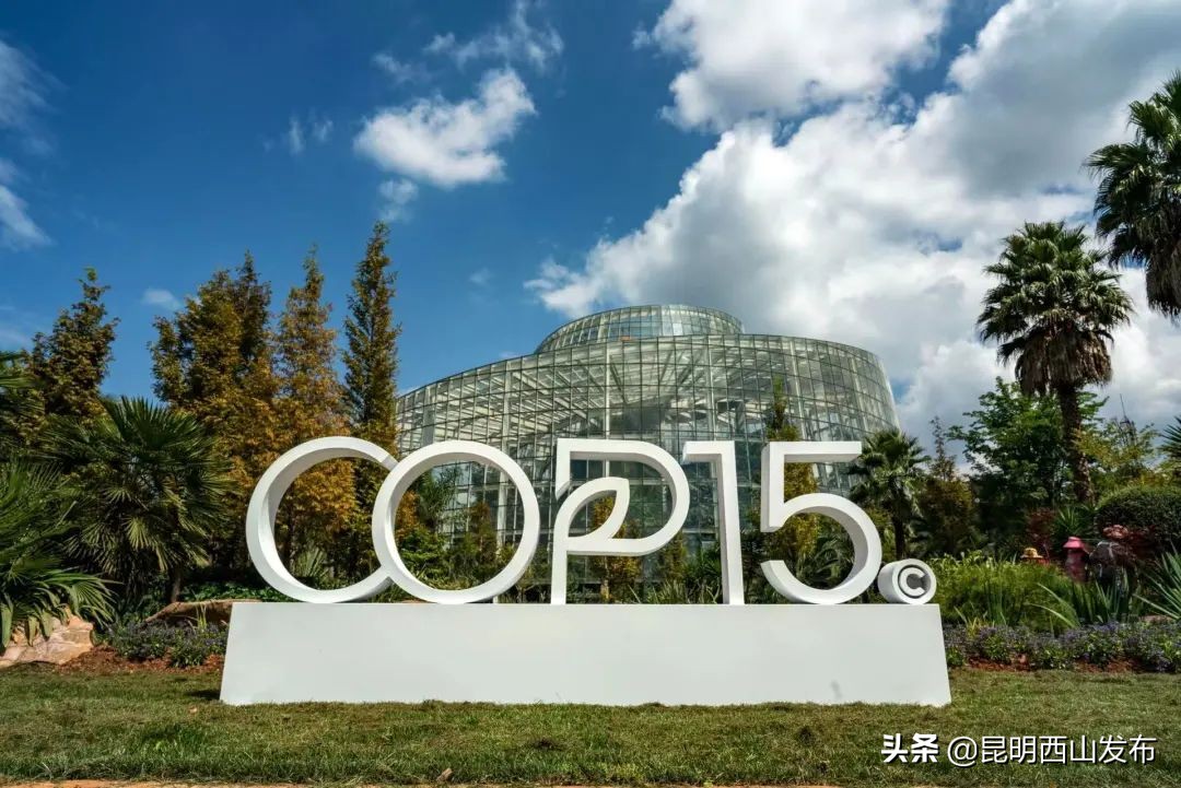 昆明周末打卡最多的网红地方,昆明1903公园最佳网红打卡地