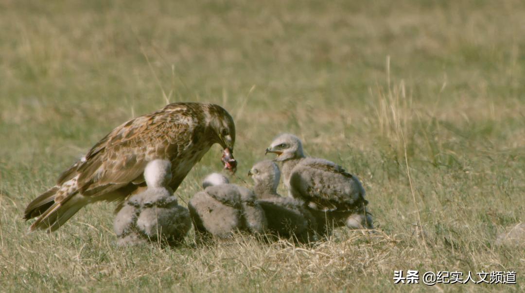 草原看野生动物,独家探访野生动物