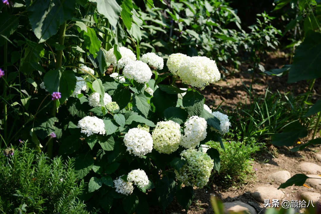 流放到菜地的花儿们，尽情绽放吧，不管在哪里｜园丁