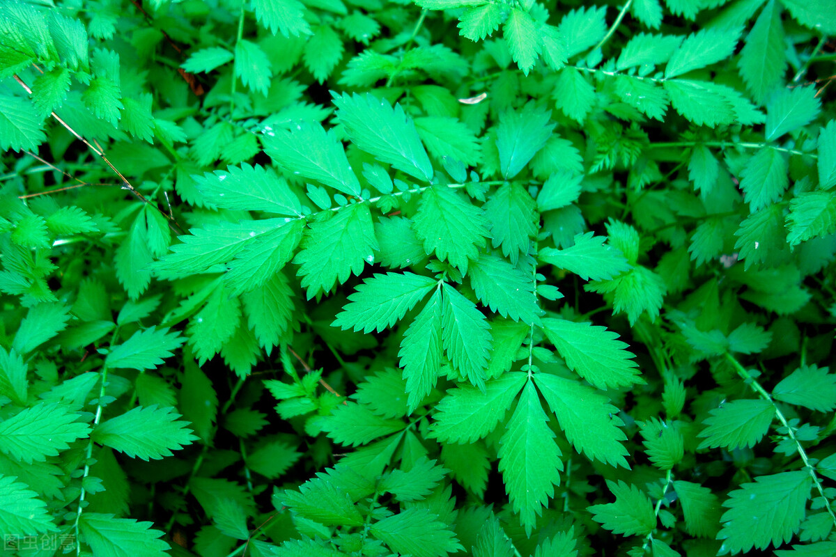 39岁女子那里流血4年，没想到踏上癌症道路！仲景名方，扼杀癌症