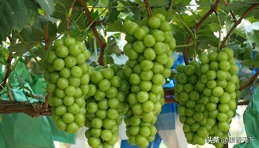 20亩阳光玫瑰卖285万是如何实现的,栽种60亩阳光玫瑰一年收入多少钱