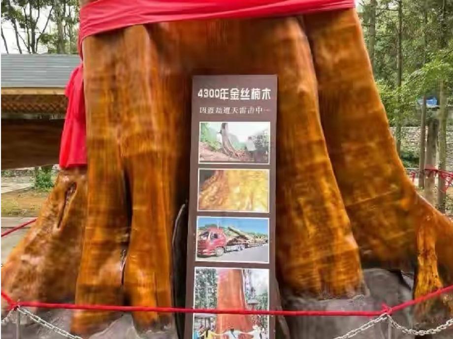 一棵树价值十亿,一棵金丝楠木价值2.5个亿