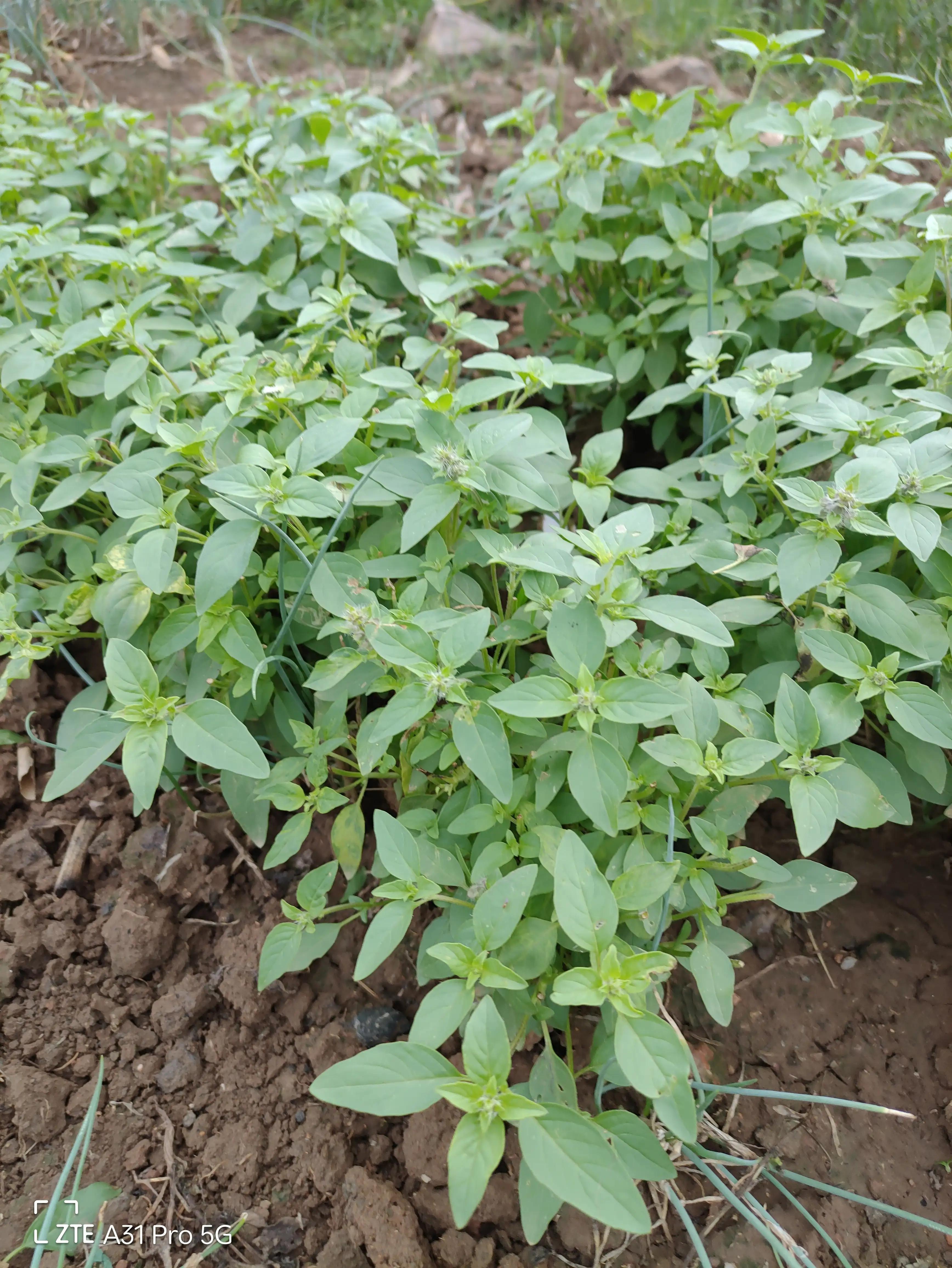 落花生的原名,落花生是什么意思