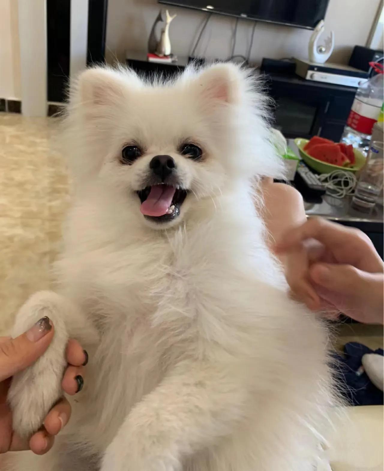 博美不好养,博美不好之处