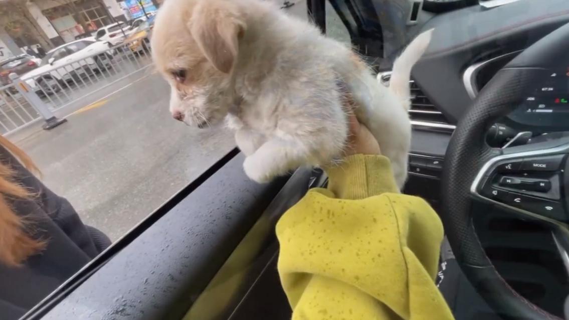 黑龙江：眼中长息肉的狗宝宝，紧抱志愿者的手，狗狗：别再抛弃我