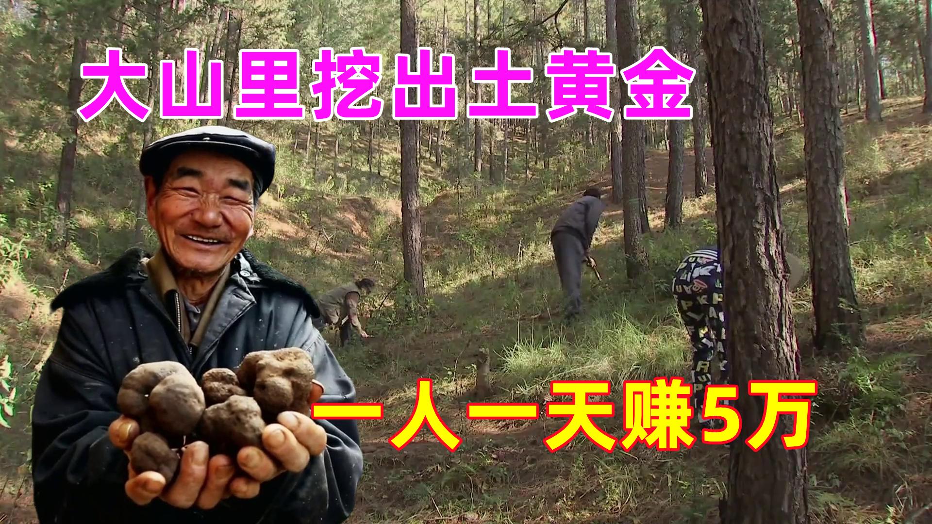 在河南挖土疙瘩,大山挖出一物多少钱