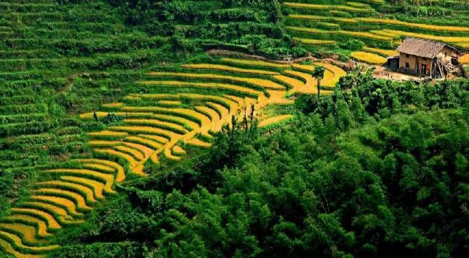 农业品牌建设与发展,农业发展与品牌塑造