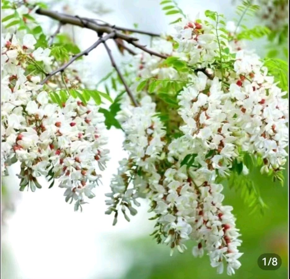 【作家有约】刘林海散文《那一片香飘蜂舞的槐树林》