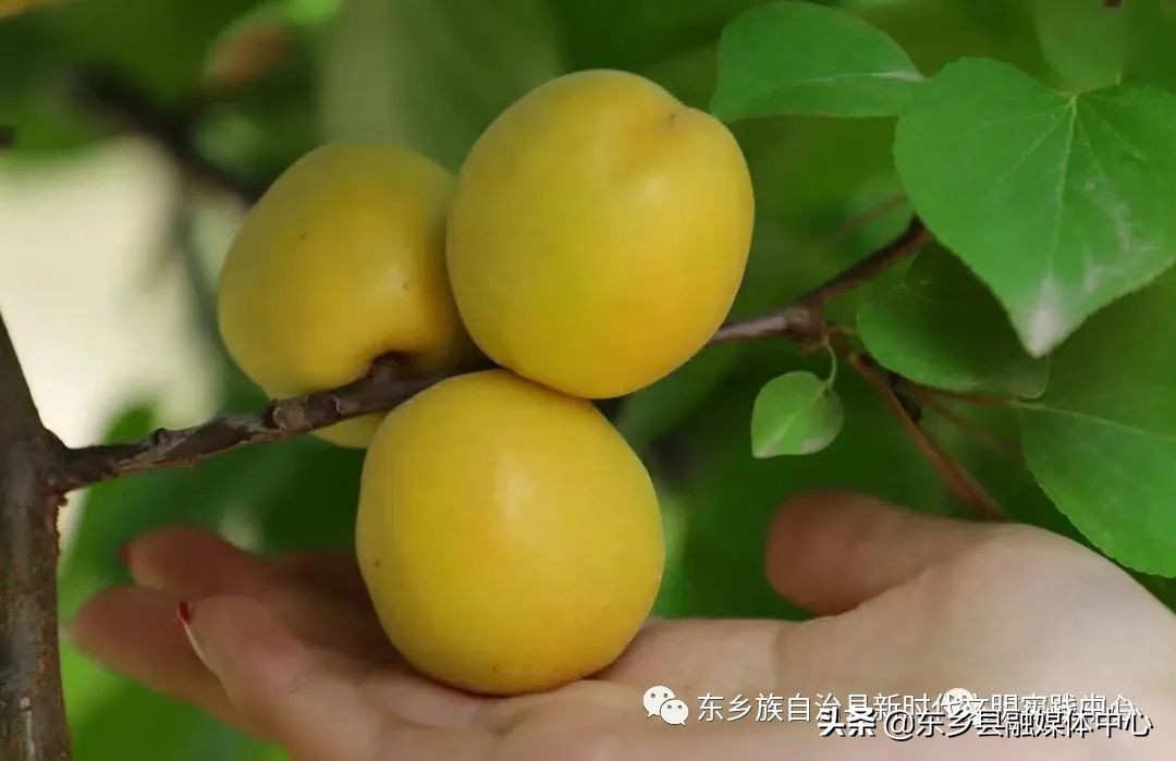 美文欣赏黄山,美文欣赏冬日暖阳