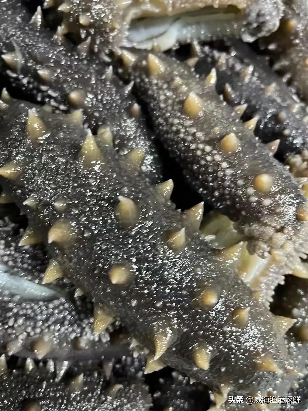 网上海参哪家卖得比较好,网上卖大连海参咋样