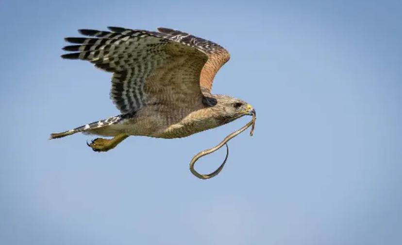 老鹰还能免疫蛇毒？不分品种逮着就吃，毒蛇真的拿老鹰没办法吗？