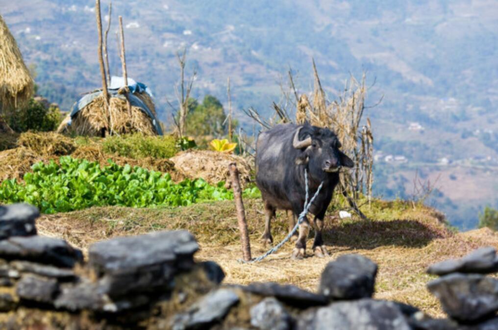 尼泊尔是不是最穷的国家,尼泊尔为什么这么穷