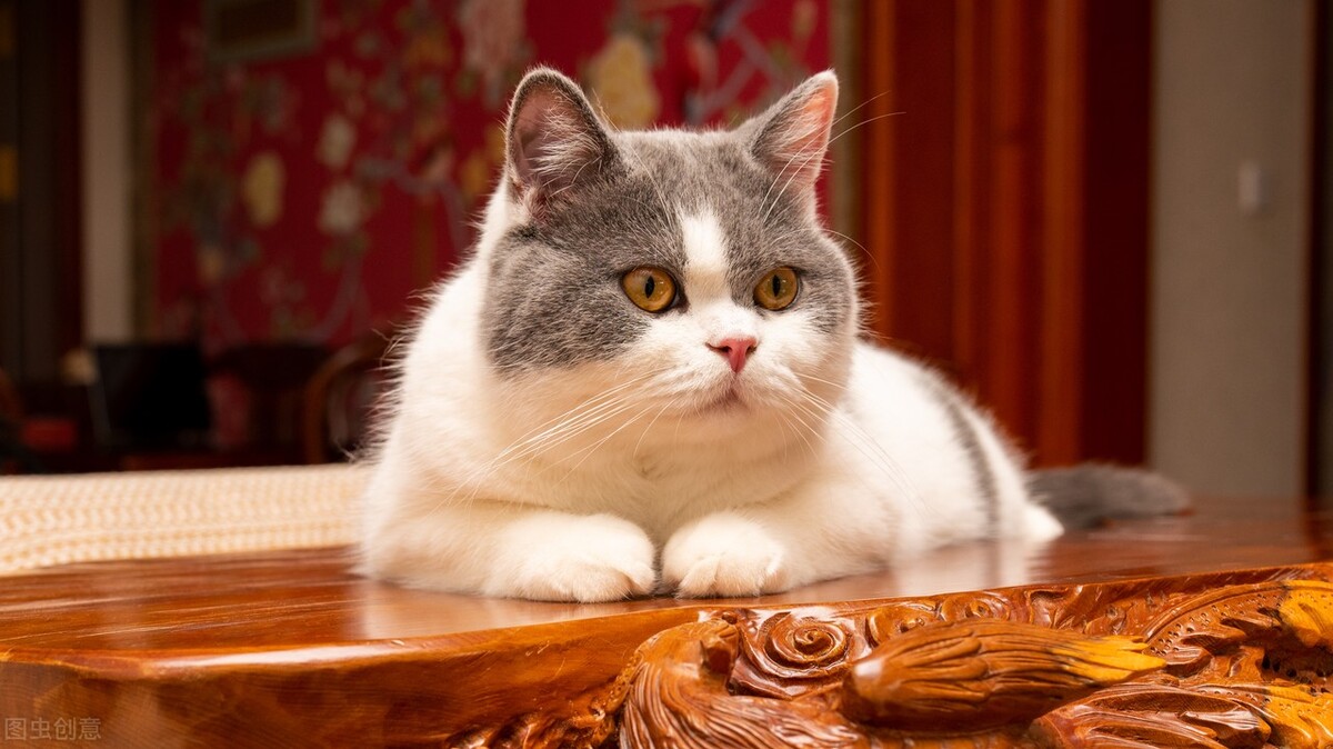 英短打喷嚏流鼻涕,英短感冒流鼻涕怎么办