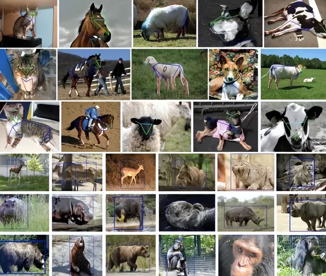 医学影像目标检测框架,开源数据集目标检测